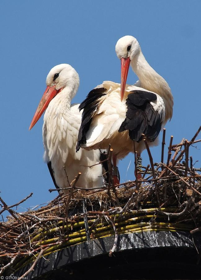 Appartement T3 Aux Deux Cigognes Gries Dış mekan fotoğraf